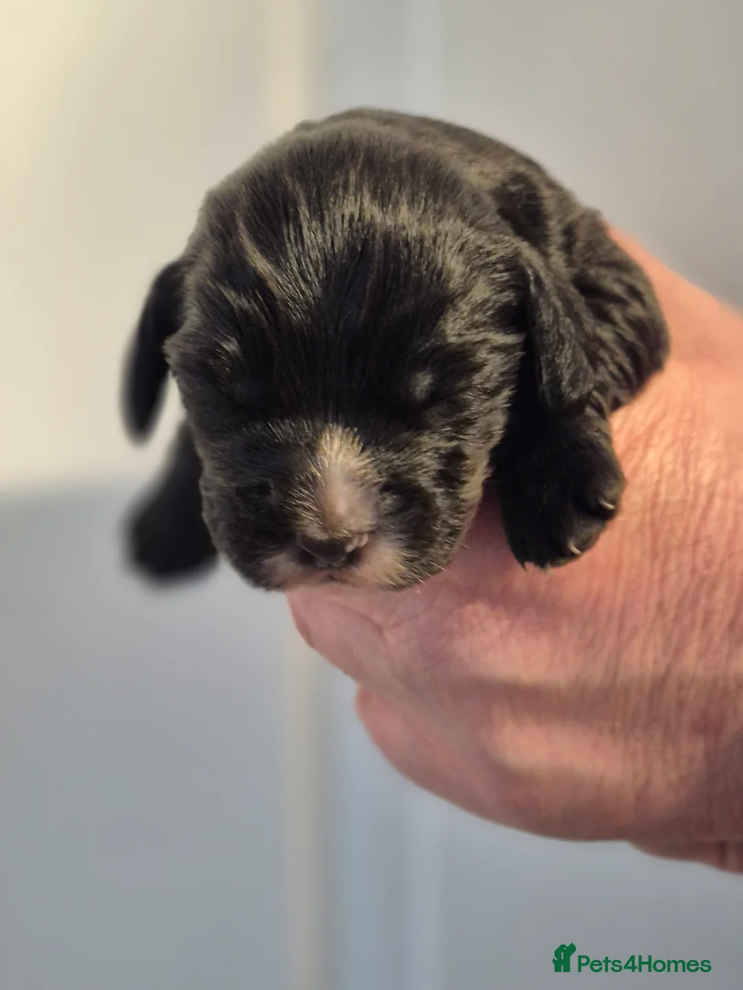 Cocker Spaniel dogs for sale: Cocker Spaniel puppies - Advert 22