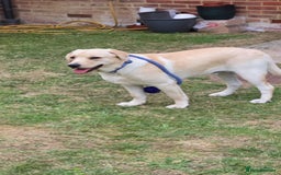 Labrador Retriever dogs for sale: Labrador Retriever Male - Image 2