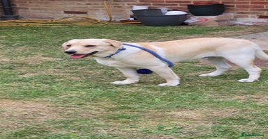 Labrador Retriever dogs - Advert 1
