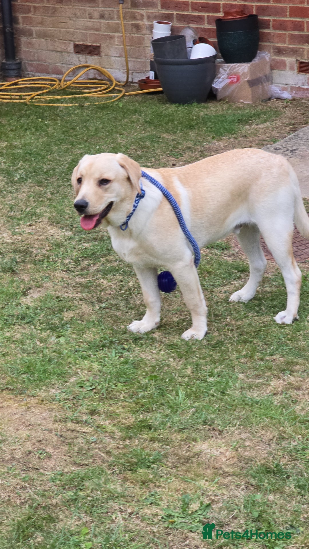 Labrador Retriever dogs for sale: Labrador Retriever Male - Image 2