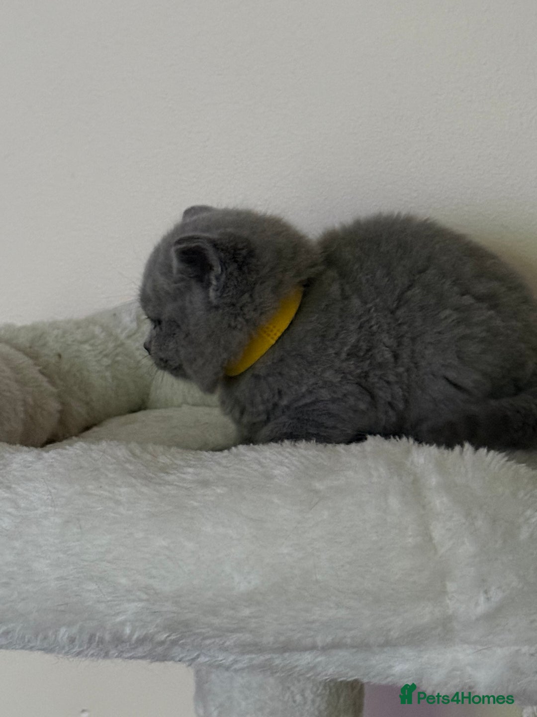 British Shorthair cats for sale: british shorthair kittens  - Advert 25