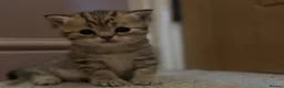 British Shorthair cats for sale: BSH LOOK AT LIKE (EXOTIC SHORTHAIR CROSS)  in Shifnal - Advert 7