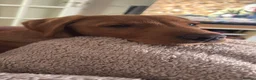 Labrador Retriever dogs for sale: Handsom 8 month Red fox Labrador  in Stowmarket - Advert 2