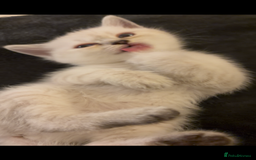 British Shorthair cats for sale: 5 British Chinchilla Shorthair Mix Kittens - Image 10