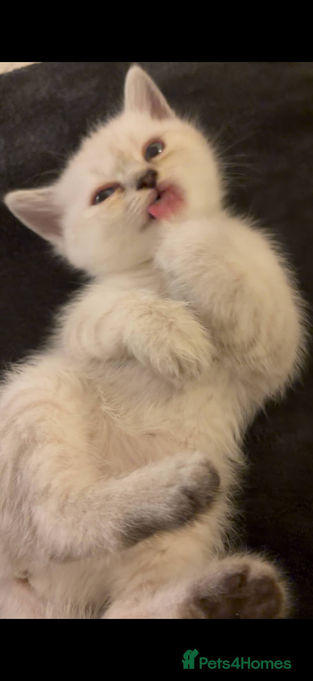 British Shorthair cats for sale: 5 British Chinchilla Shorthair Mix Kittens - Image 10