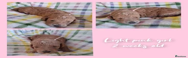 Mini Goldendoodle light pink girl