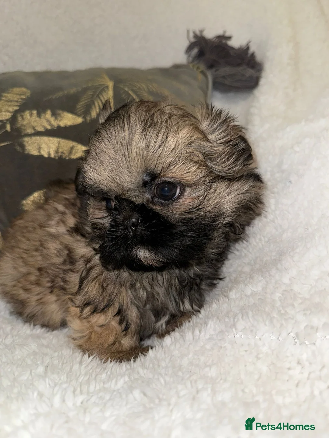 Shih Tzu dogs for sale: 🩷 Stunning Tiny KC Shih Tzu Puppies 💙 - Advert 8