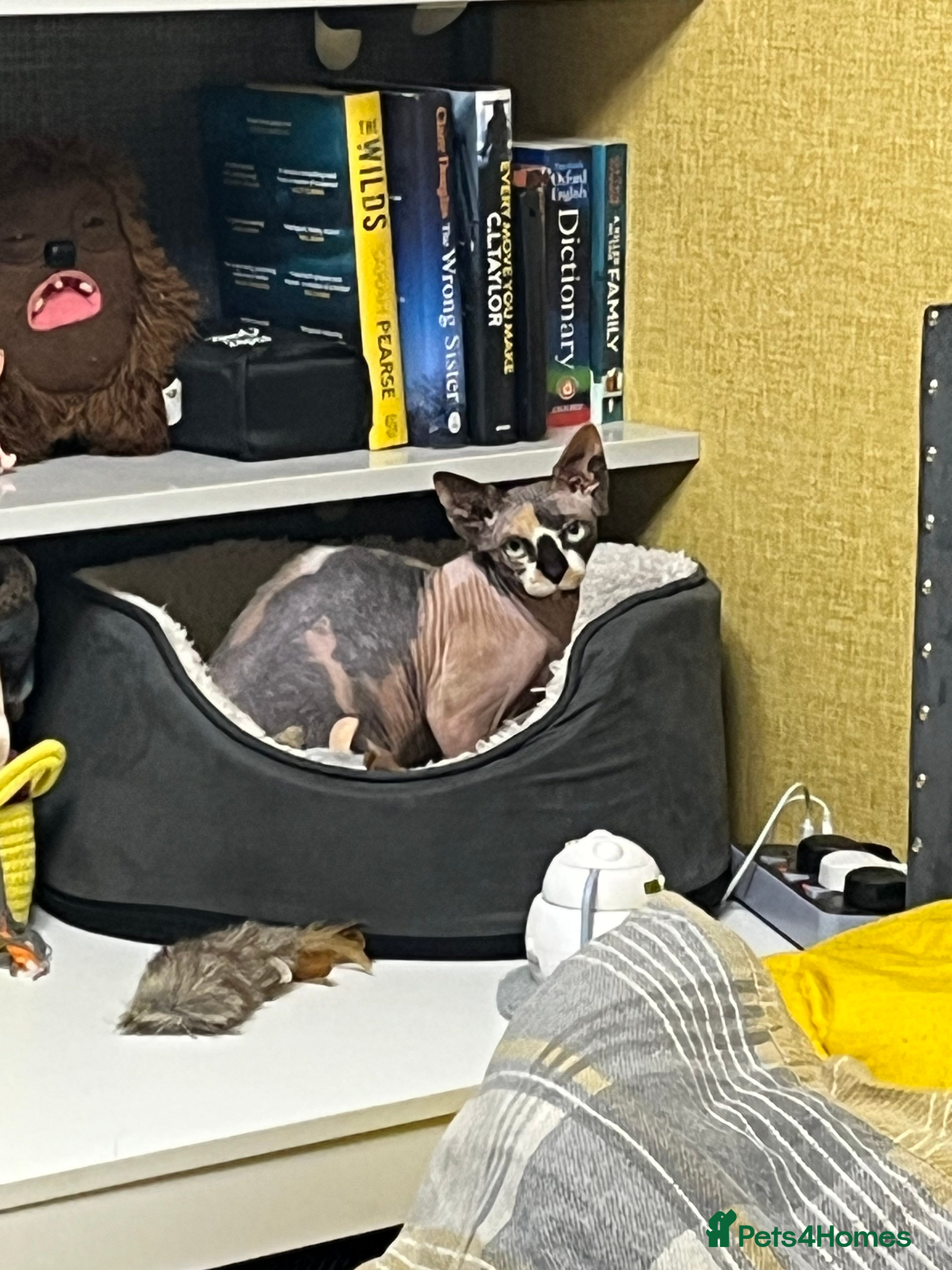 Sphynx cats Kali needs a home  - Advert 2