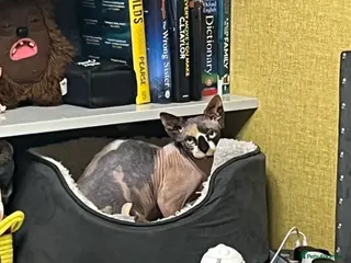 Sphynx cats Kali needs a home - Advert 3