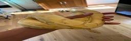 Python Snake reptiles for sale: Banana Ball Python  - Advert 2