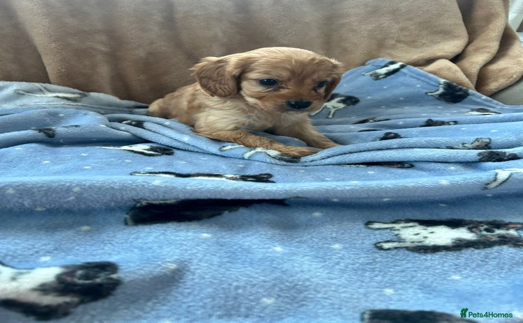 Cavapoo dogs Adorable cavapoo pups  - Advert 2