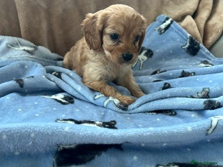 Cavapoo dogs Adorable cavapoo pups - Advert 1