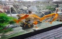 Goldfish fish for sale: Gold fish With tank - Image 2