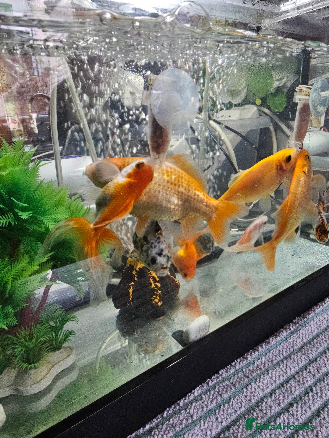 Goldfish fish for sale: Gold fish With tank - Image 2