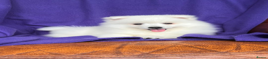 Japanese Spitz Puppy 1