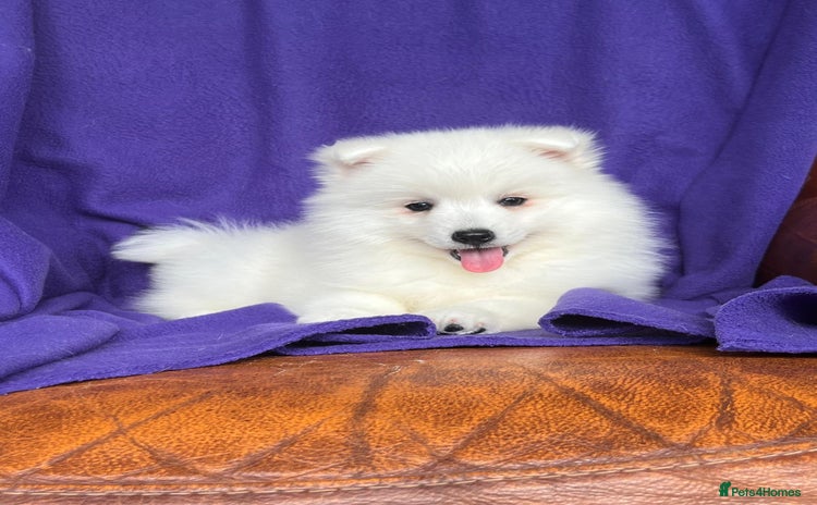 Japanese Spitz dogs - Advert 1