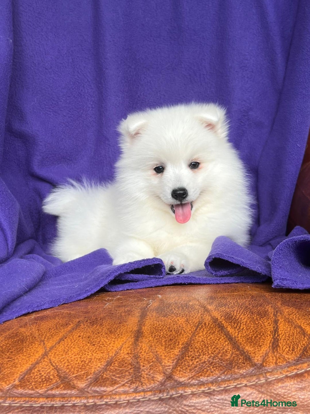 Japanese Spitz dogs for sale: Lovely Male Japanese spitz puppy - Image 7