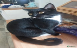 Domestic Shorthair cats for sale: Female black and white kitten - Image 2