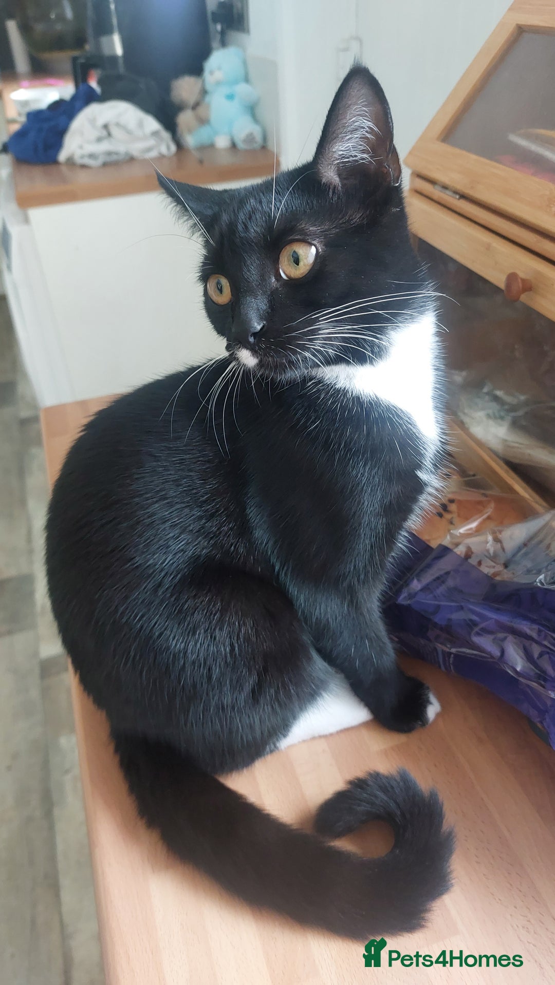 Domestic Shorthair cats for sale: Female black and white kitten - Image 2