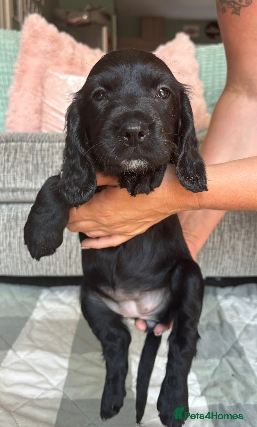 Sprocker dogs for sale: Sprocker spaniel puppies ready now - Image 9