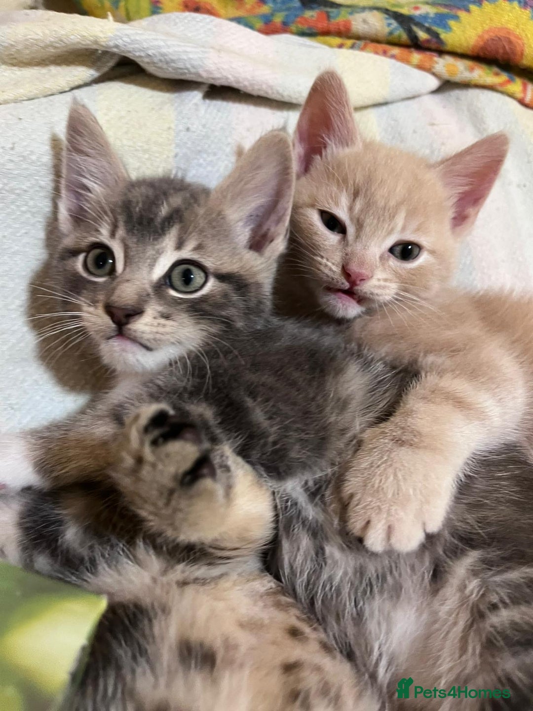 British Shorthair cats for sale: Gorgeous friendly kittens - Image 2
