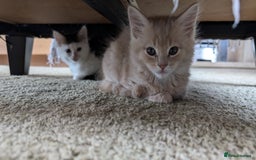 Maine Coon cats for sale: Maine Coon kittens available to loving homes 💖 - Image 18