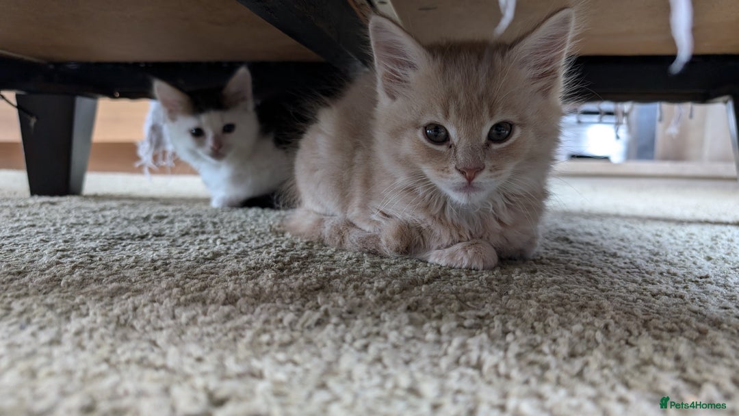 Maine Coon cats for sale: Maine Coon kittens available to loving homes 💖 - Image 18