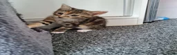 Mixed Breed cats for sale: Cute kittens🐈🐈‍⬛ - Advert 9