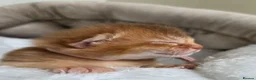 Abyssinian cats for sale: 🏆 TICA Registered Abyssinian Kittens in Chatham - Advert 6
