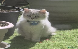 Ragdoll cats for sale: Ragdoll mix with Persian - Image 1