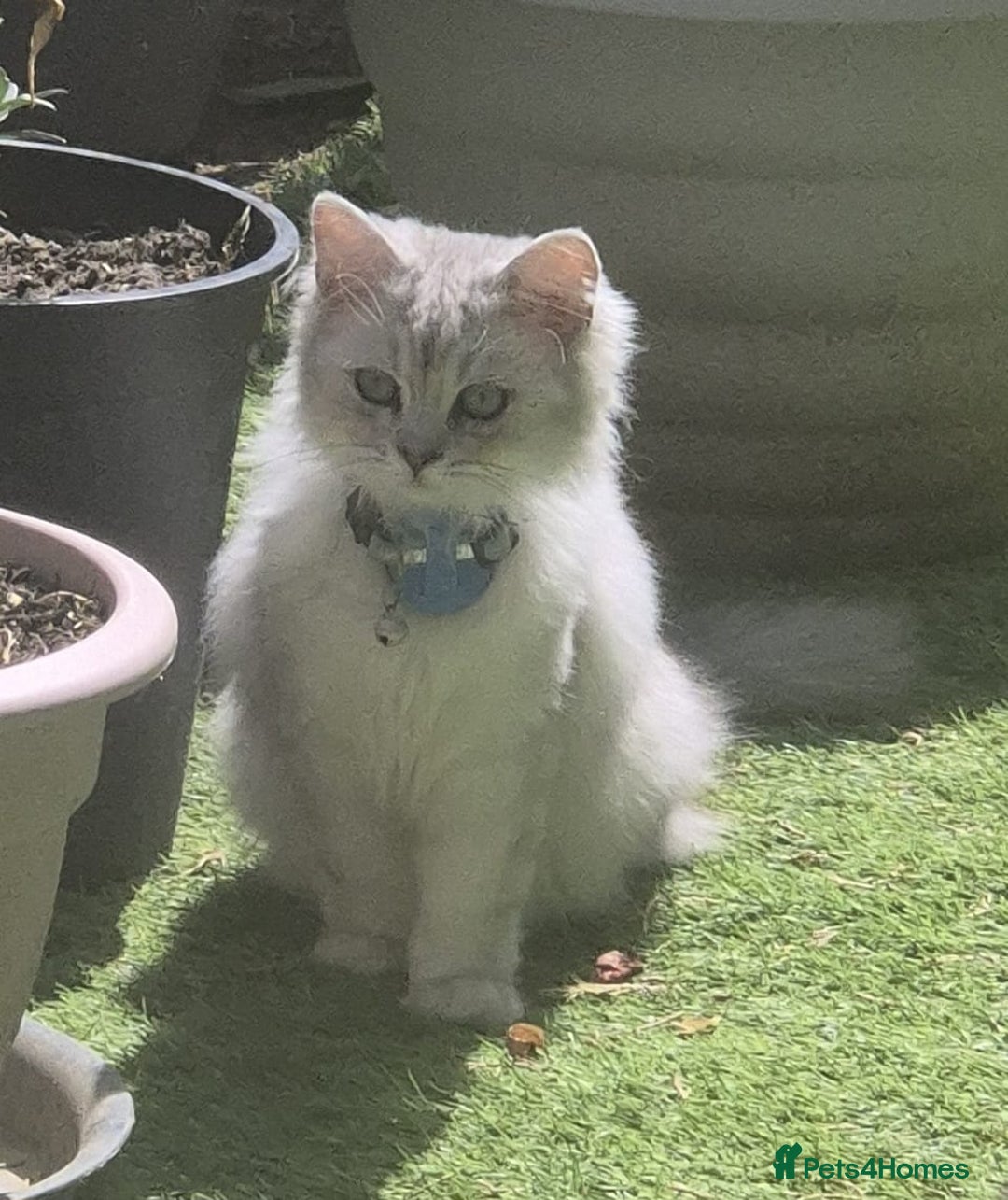 Ragdoll cats for sale: Ragdoll mix with Persian - Image 1
