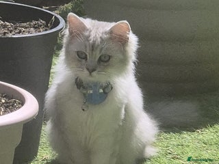 Ragdoll cats - Advert 1