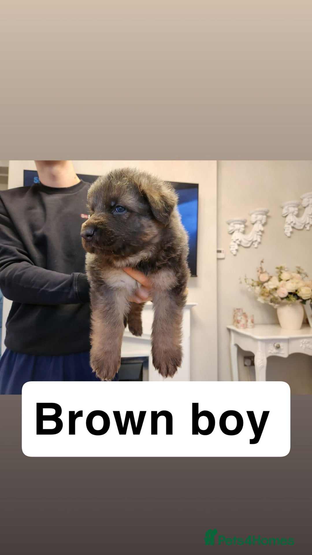 German Shepherd dogs for sale: Medium haired German shepherd pups  - Advert 11