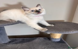 Ragdoll cats for sale: All Rehomed Thankyou  - Image 14