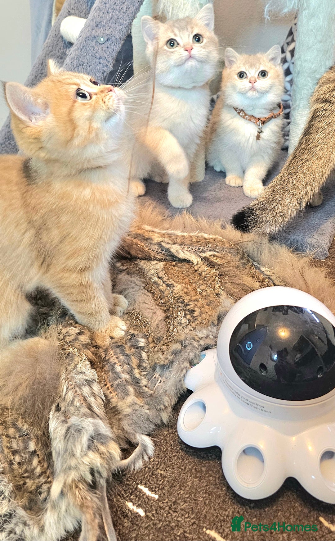 British Shorthair cats for sale: BSH GOLDEN KITTENS - Advert 1