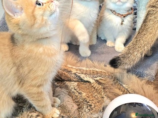 British Shorthair cats BSH GOLDEN KITTENS - Advert 1