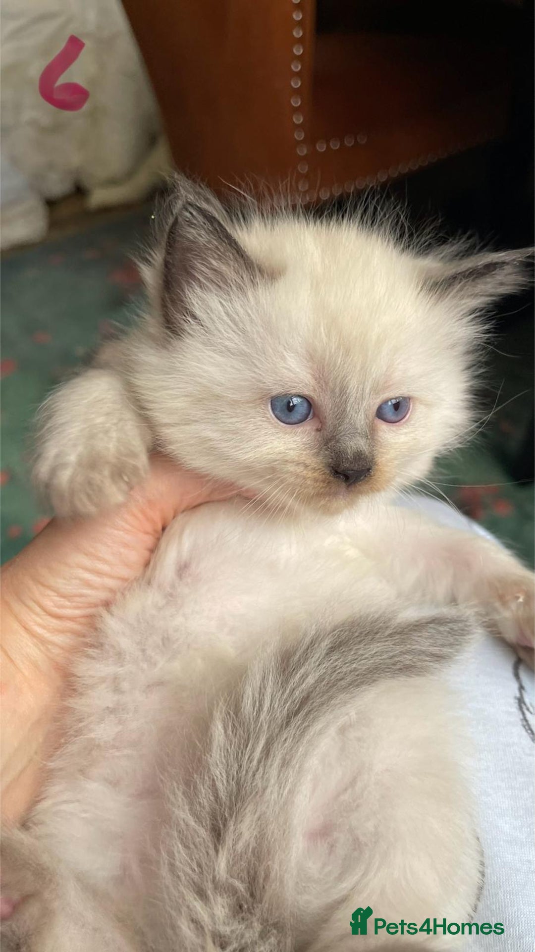 Ragdoll cats for sale: ragdoll kittens - Advert 12