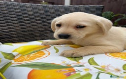 Labrador Retriever dogs for sale: 4 adorable KC reg puppy labradors ready to go  - Image 13