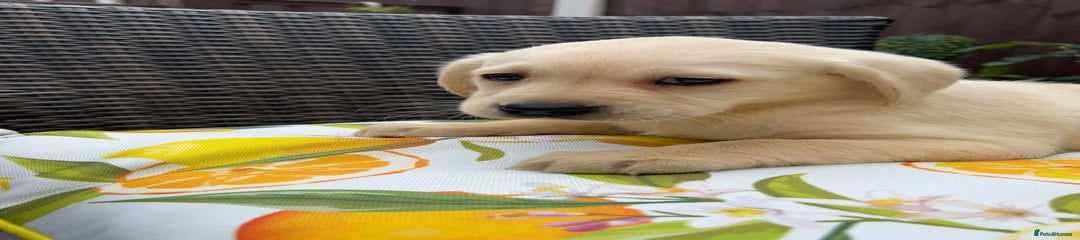 Labrador Retriever Puppy 4