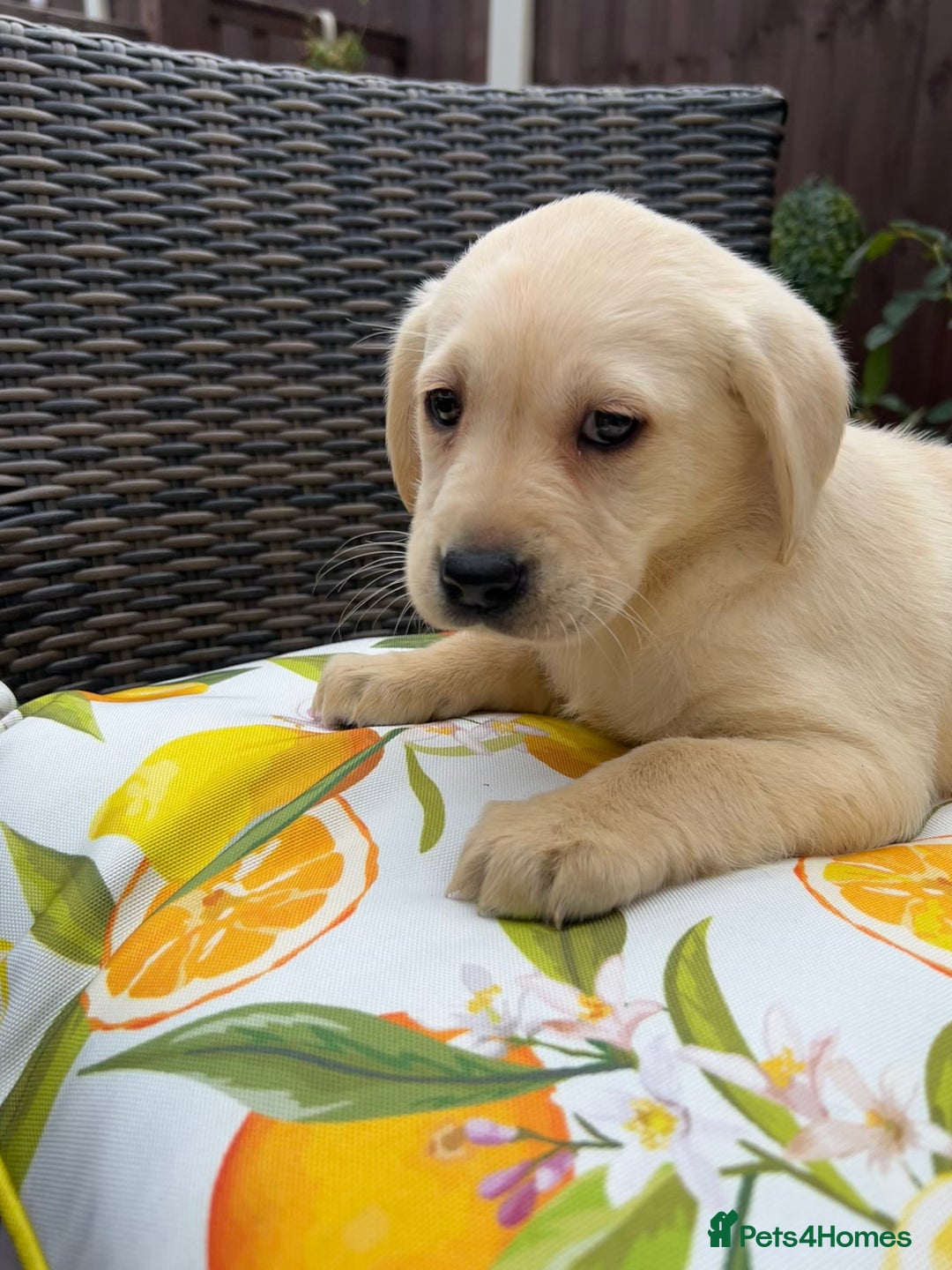 Labrador Retriever dogs for sale: 4 adorable KC reg puppy labradors ready to go  - Image 13