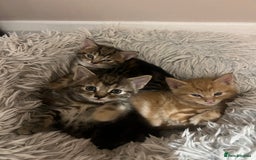 Mixed Breed cats for sale:  Beautiful Kittens for Sale – 2 Boys & 2 Girls 🐾 - Image 24
