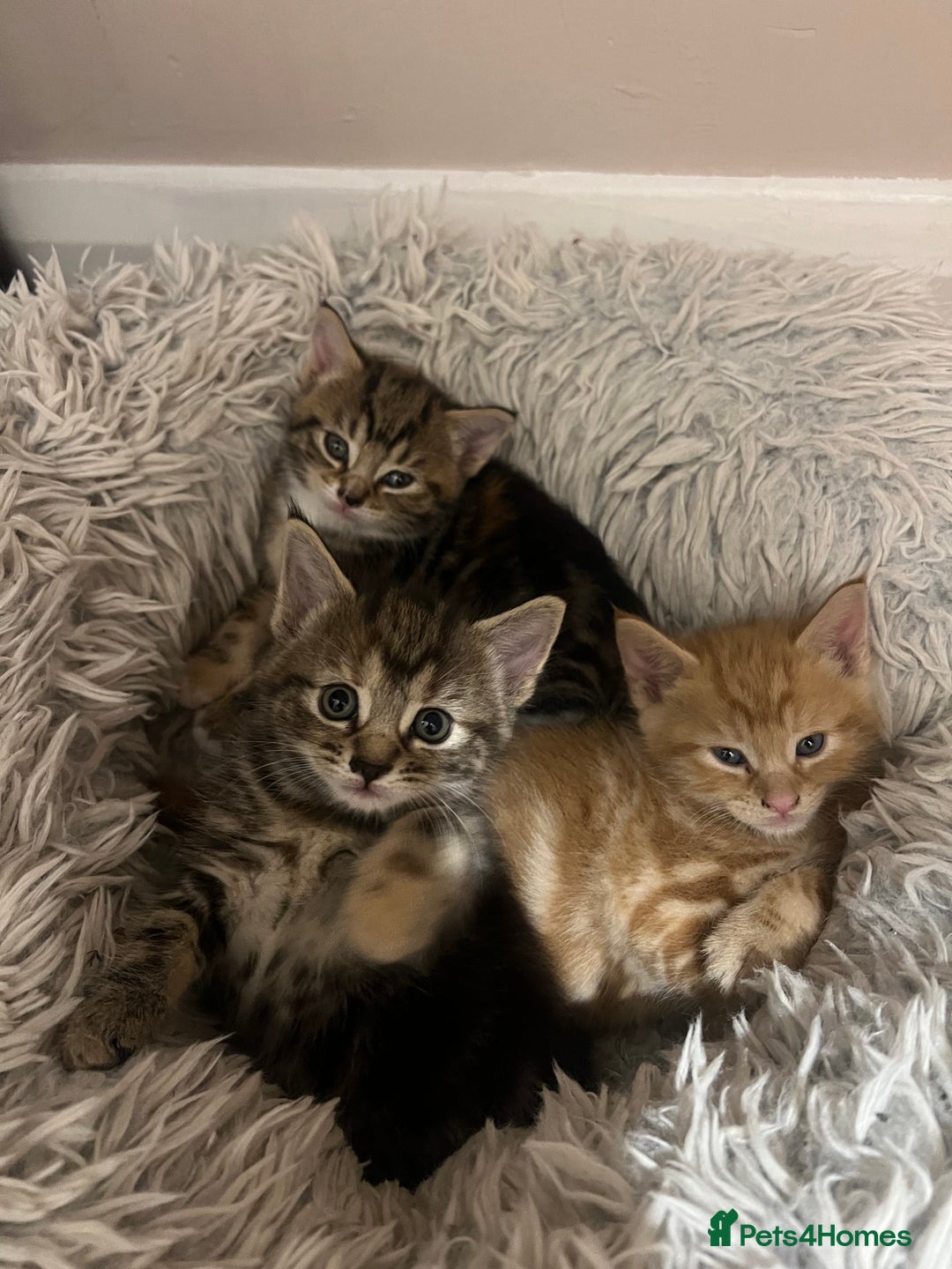Mixed Breed cats for sale:  Beautiful Kittens for Sale – 2 Boys & 2 Girls 🐾 - Image 24