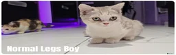 Munchkin cats for sale: Munchkin kittens odd-eyed - Advert 15