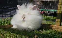 Mixed Breed rabbits for sale: Stunning little boy - Image 3
