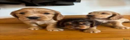 Cocker Spaniel dogs for sale: Beautiful KC show cocker spaniels  - Advert 10