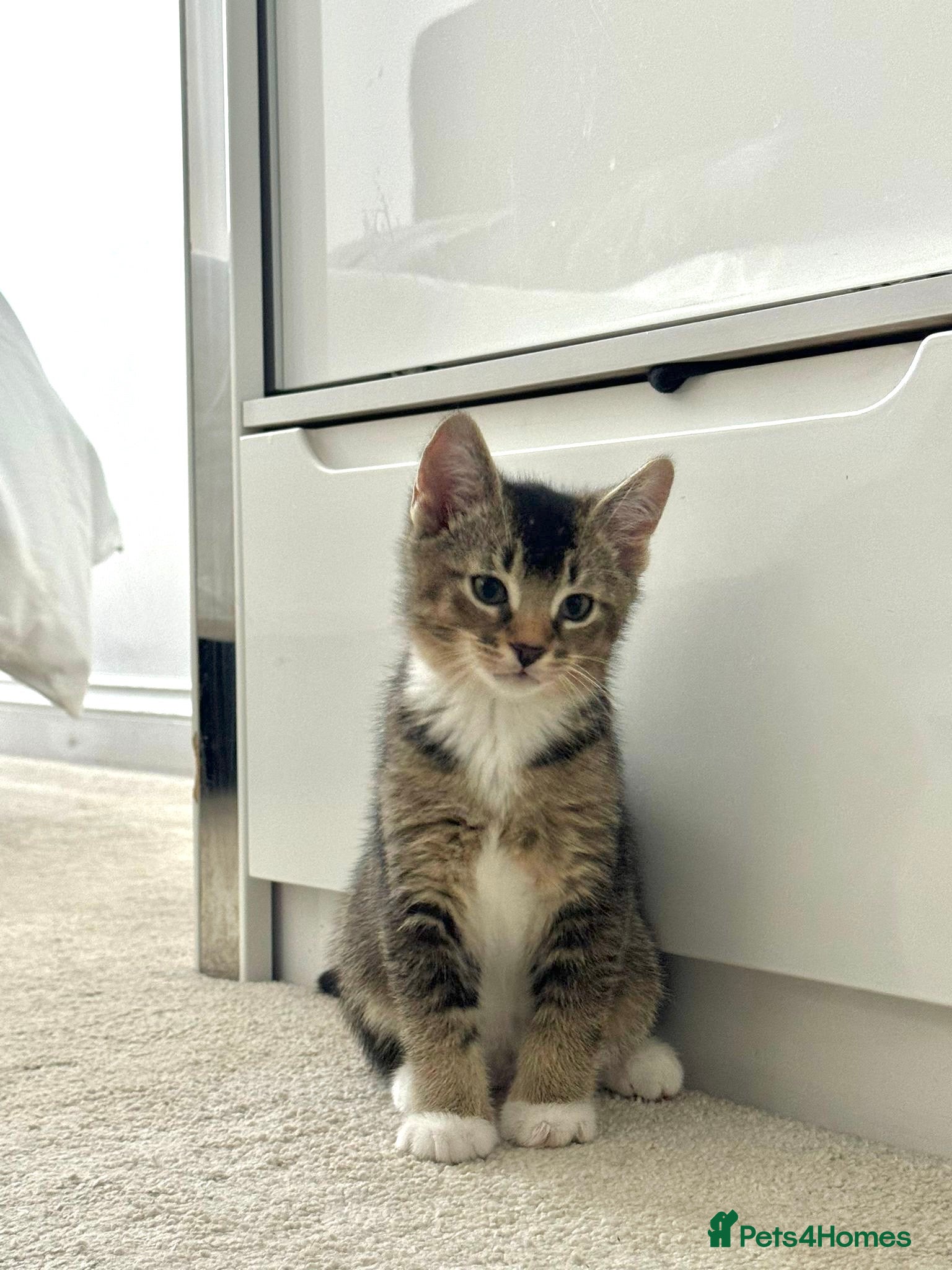 Abyssinian cats 2/6 LEFT - Abyssinian Tabby Kittens!!! - Advert 2