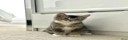 Abyssinian cats for sale: 2/6 LEFT - Abyssinian Tabby Kittens!!! - Advert 1