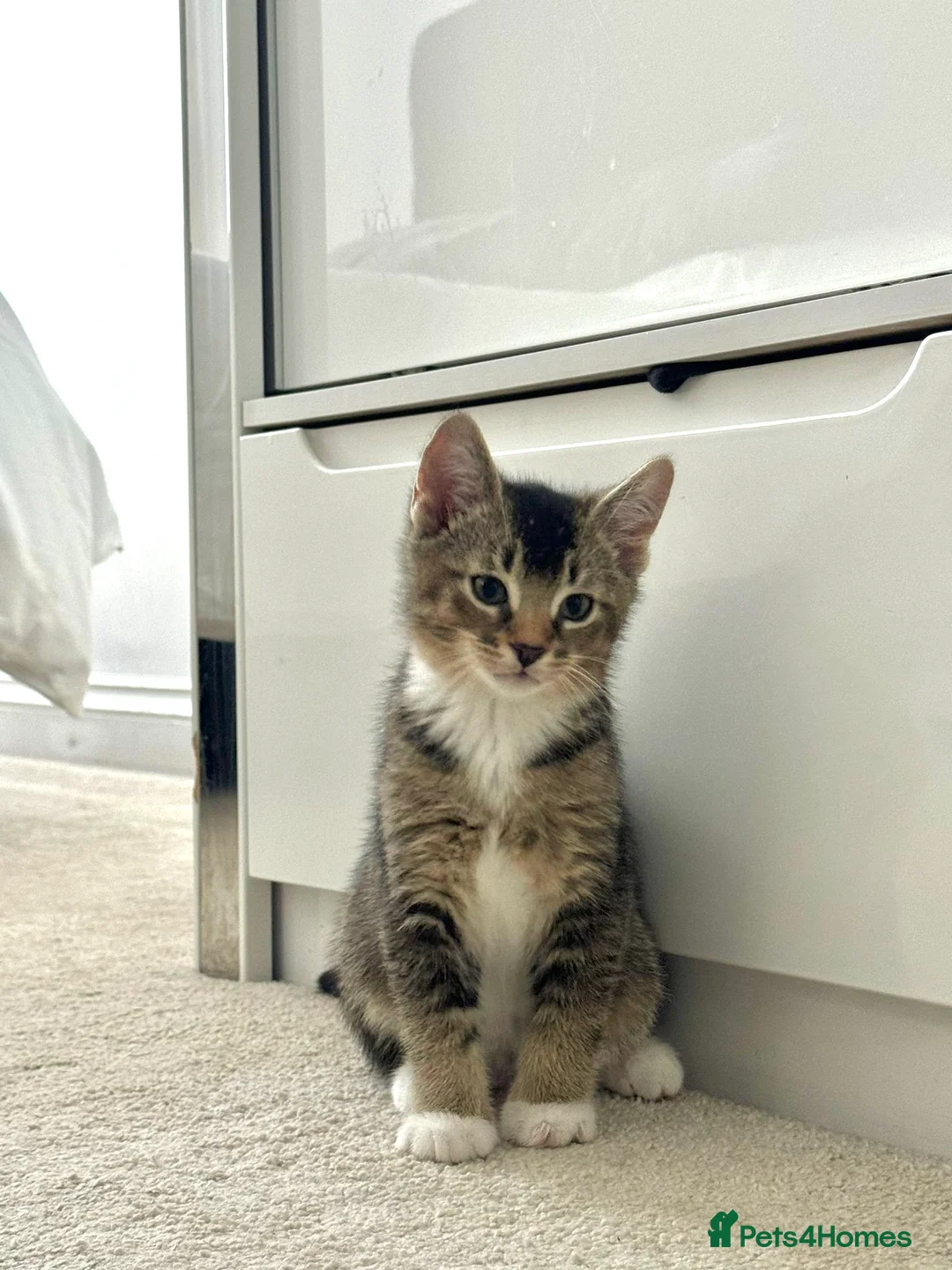 Abyssinian cats for sale: 2/6 LEFT - Abyssinian Tabby Kittens!!! - Advert 1
