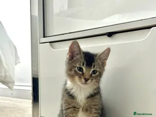 Abyssinian cats 2/6 LEFT - Abyssinian Tabby Kittens!!! - Advert 2