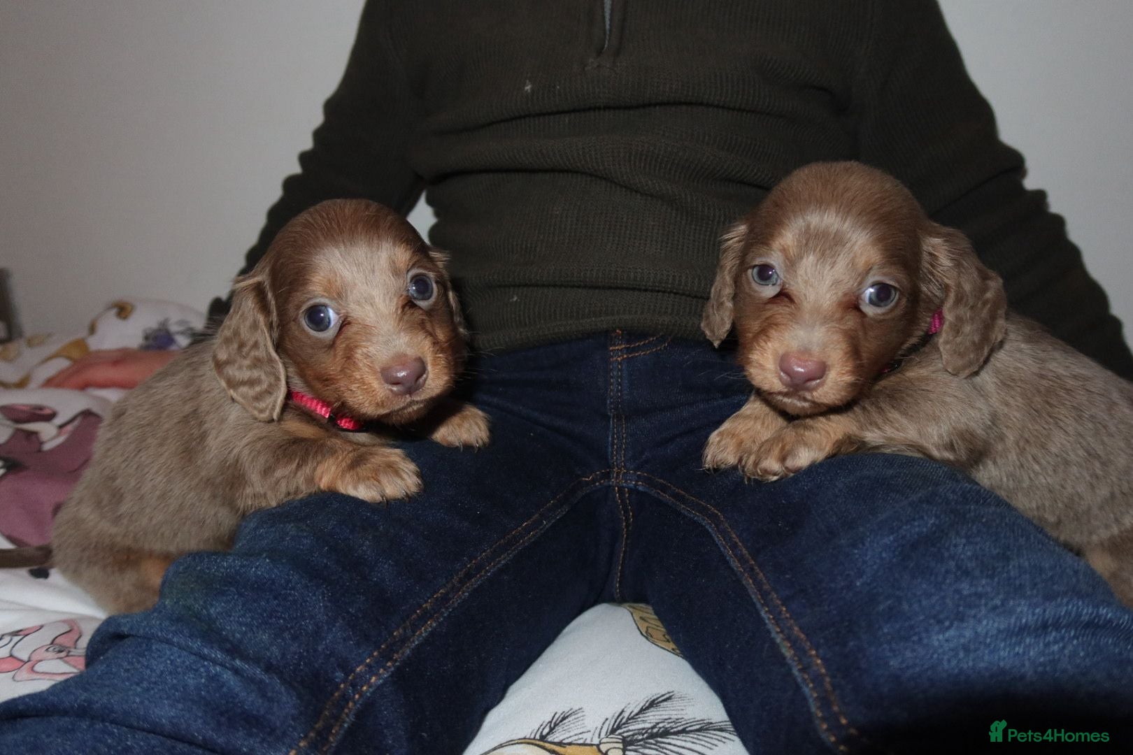 Miniature Dachshund dogs Kc longhair miniature dachshunds - Advert 13